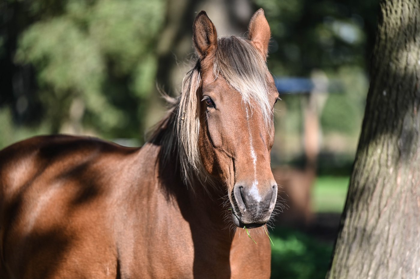 Pferd der Finwood Ranch